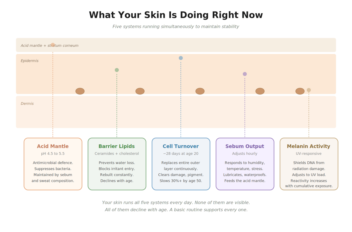 Your Skin Is Fine. Here's How to Keep It That Way for the Next 40 Years.